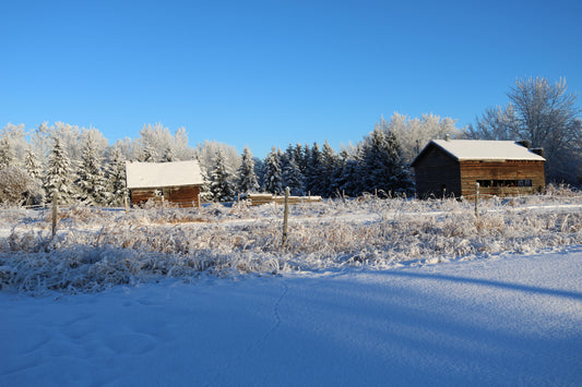 Winter Serenity