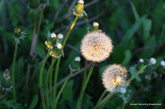 Nature Photography