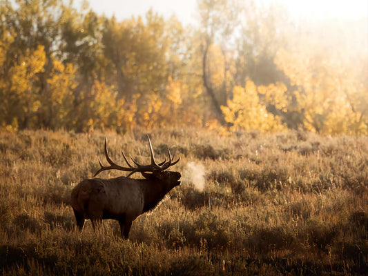 Wildlife Photography