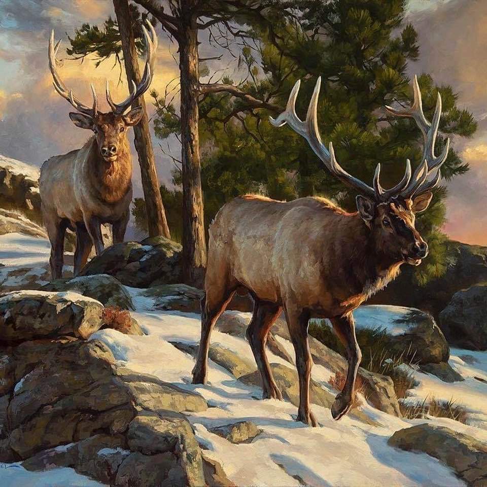 SN_Elk_01